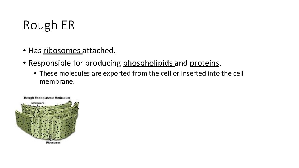 Rough ER • Has ribosomes attached. • Responsible for producing phospholipids and proteins. •