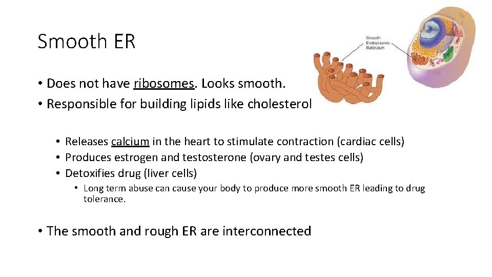 Smooth ER • Does not have ribosomes. Looks smooth. • Responsible for building lipids