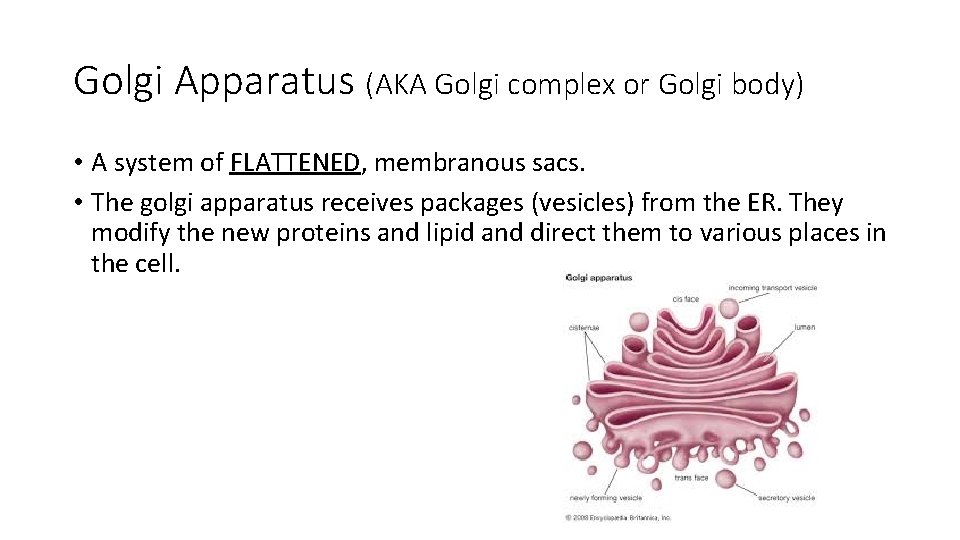 Golgi Apparatus (AKA Golgi complex or Golgi body) • A system of FLATTENED, membranous