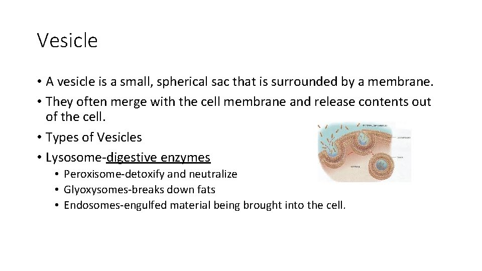 Vesicle • A vesicle is a small, spherical sac that is surrounded by a