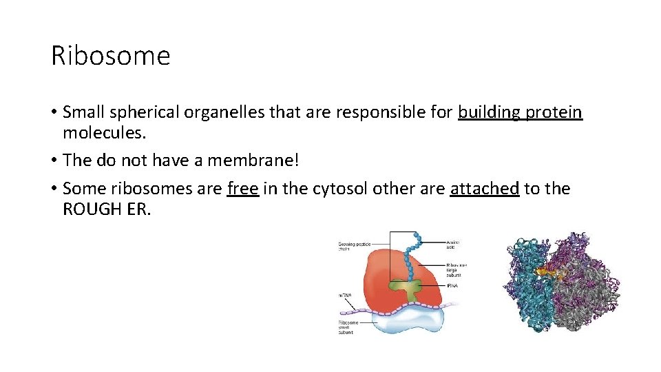 Ribosome • Small spherical organelles that are responsible for building protein molecules. • The