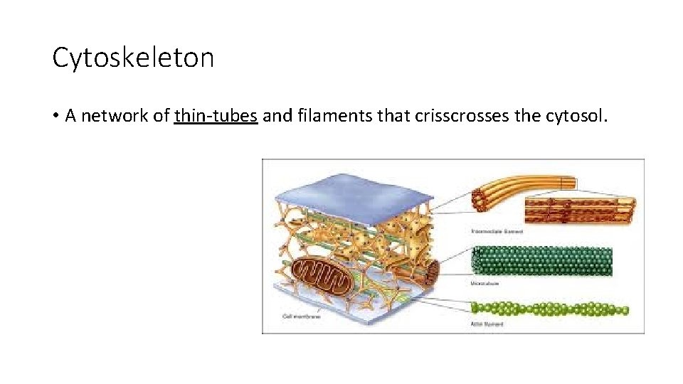 Cytoskeleton • A network of thin-tubes and filaments that crisscrosses the cytosol. 