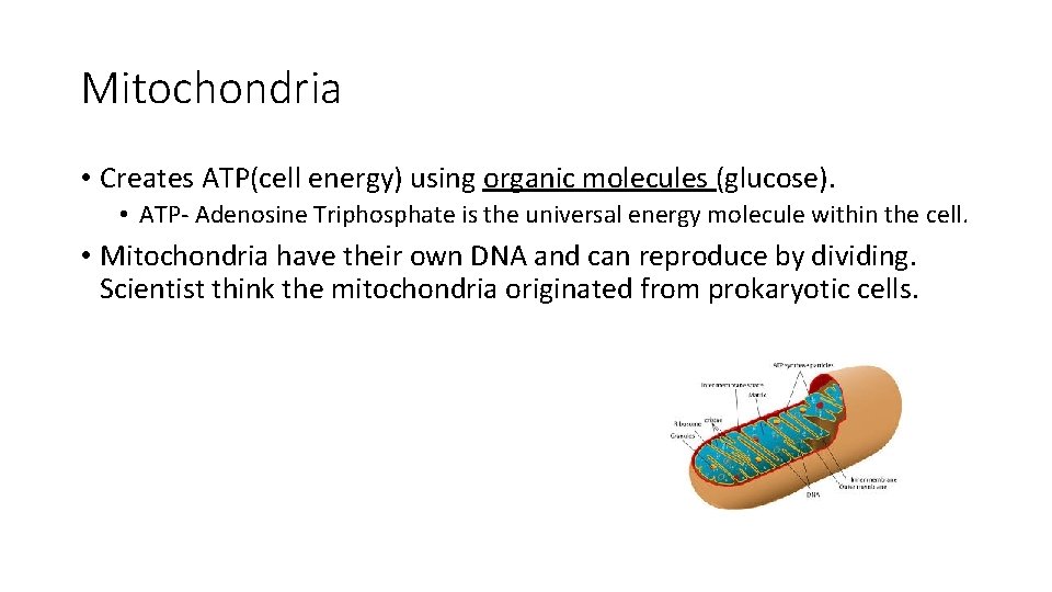 Mitochondria • Creates ATP(cell energy) using organic molecules (glucose). • ATP- Adenosine Triphosphate is