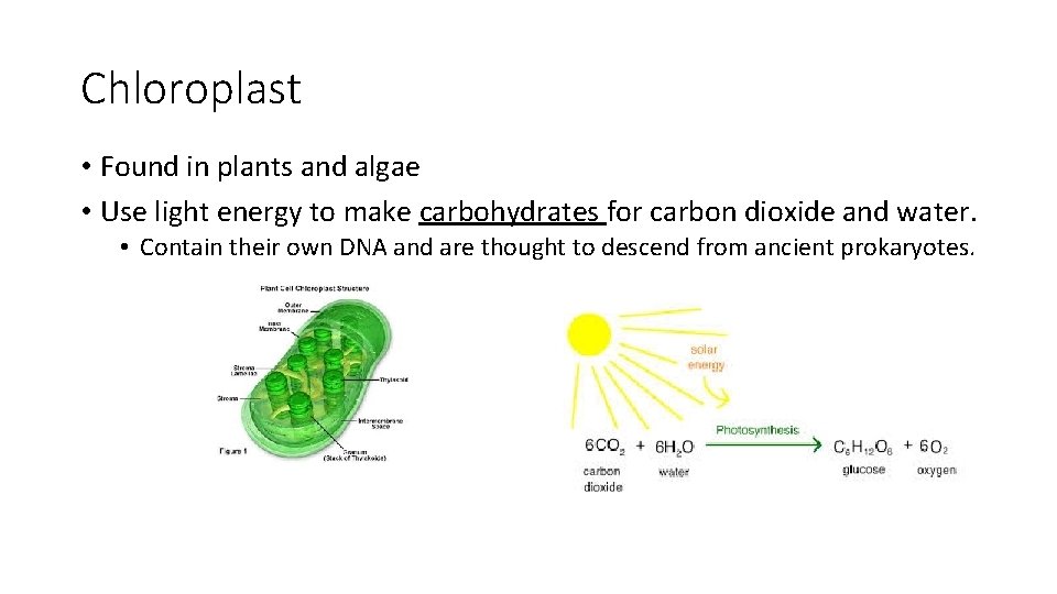 Chloroplast • Found in plants and algae • Use light energy to make carbohydrates