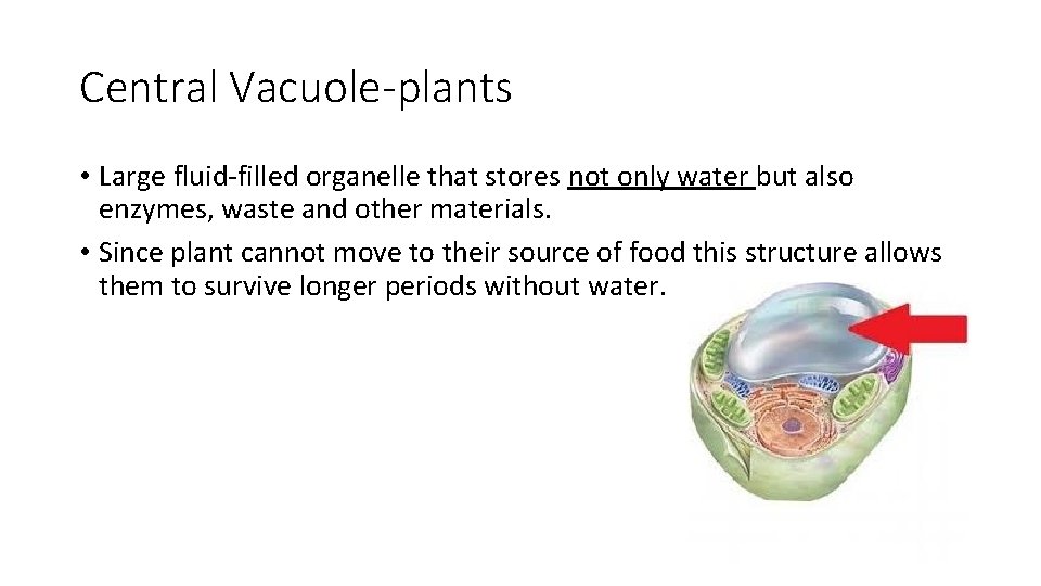 Central Vacuole-plants • Large fluid-filled organelle that stores not only water but also enzymes,