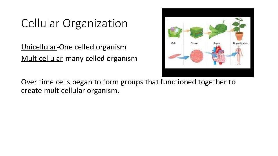 Cellular Organization Unicellular-One celled organism Multicellular-many celled organism Over time cells began to form