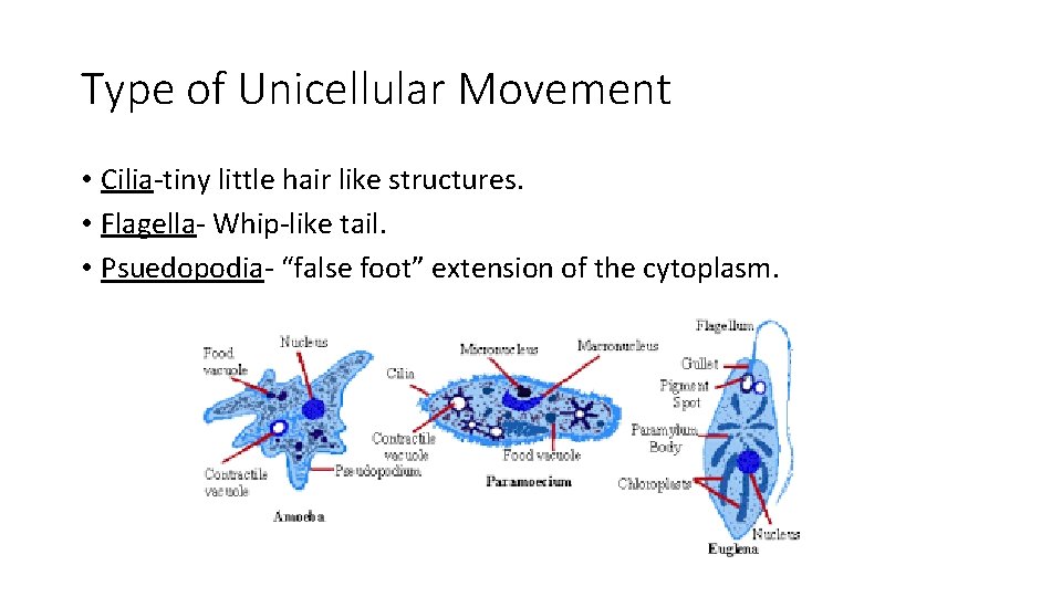 Type of Unicellular Movement • Cilia-tiny little hair like structures. • Flagella- Whip-like tail.