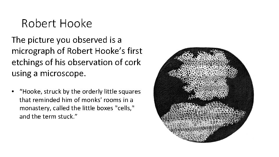 Robert Hooke The picture you observed is a micrograph of Robert Hooke’s first etchings