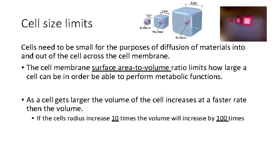 Cell size limits Cells need to be small for the purposes of diffusion of