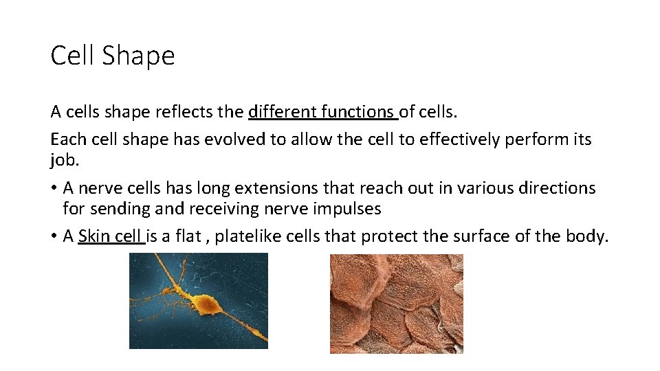 Cell Shape A cells shape reflects the different functions of cells. Each cell shape