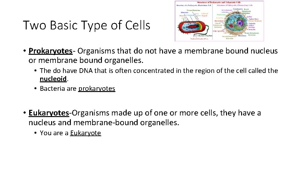 Two Basic Type of Cells • Prokaryotes- Organisms that do not have a membrane