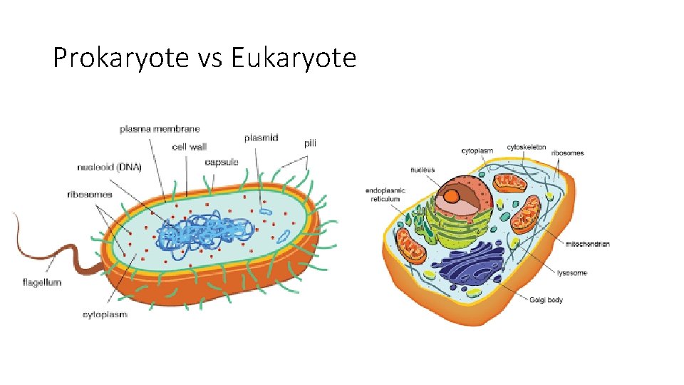 Prokaryote vs Eukaryote 