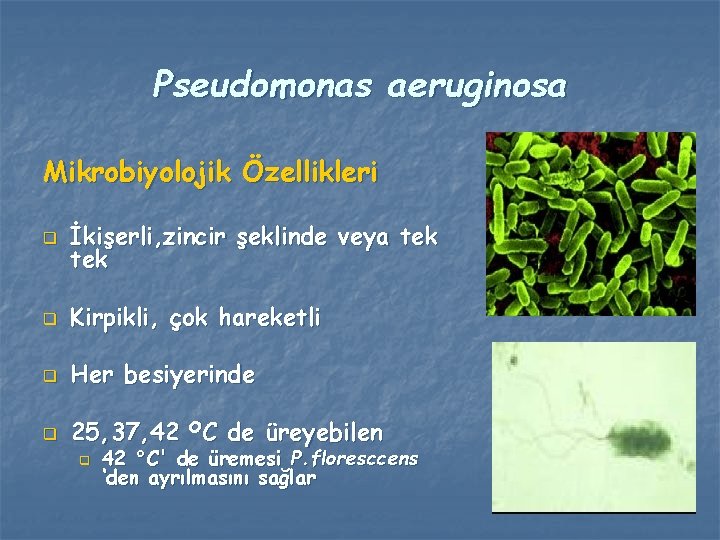 Pseudomonas aeruginosa Mikrobiyolojik Özellikleri q İkişerli, zincir şeklinde veya tek q Kirpikli, çok hareketli