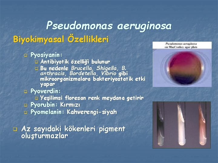 Pseudomonas aeruginosa Biyokimyasal Özellikleri q Pyosiyanin: q q q Pyoverdin: q q Antibiyotik özelliği