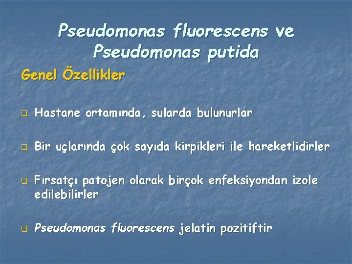 Pseudomonas fluorescens ve Pseudomonas putida Genel Özellikler q Hastane ortamında, sularda bulunurlar q Bir