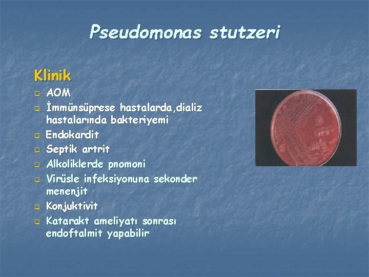 Pseudomonas stutzeri Klinik q q q q AOM İmmünsüprese hastalarda, dializ hastalarında bakteriyemi Endokardit