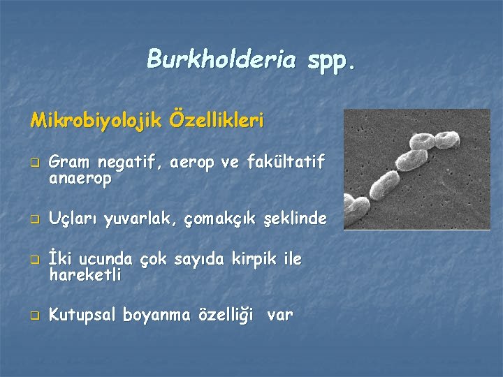 Burkholderia spp. Mikrobiyolojik Özellikleri q Gram negatif, aerop ve fakültatif anaerop q Uçları yuvarlak,