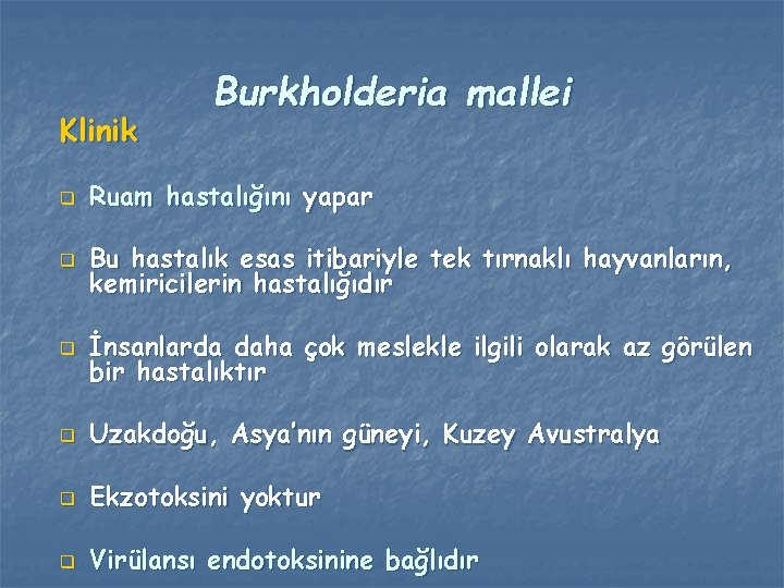 Klinik Burkholderia mallei q Ruam hastalığını yapar q Bu hastalık esas itibariyle tek tırnaklı