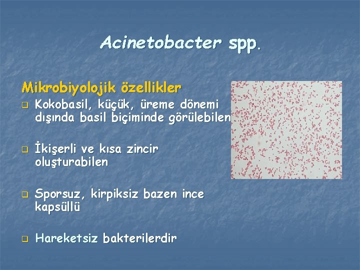 Acinetobacter spp. Mikrobiyolojik özellikler q q Kokobasil, küçük, üreme dönemi dışında basil biçiminde görülebilen