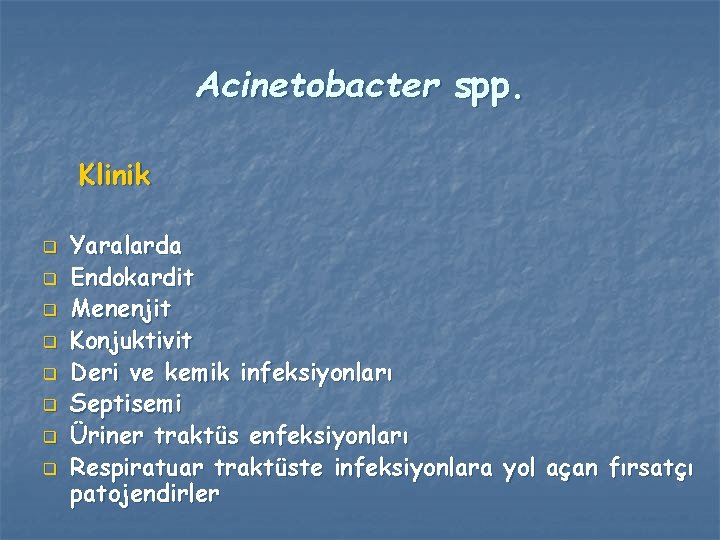 Acinetobacter spp. Klinik q q q q Yaralarda Endokardit Menenjit Konjuktivit Deri ve kemik