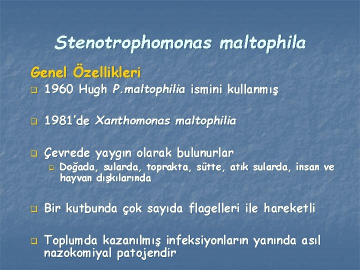 Stenotrophomonas maltophila Genel Özellikleri q 1960 Hugh P. maltophilia ismini kullanmış q 1981’de Xanthomonas