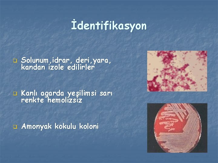 İdentifikasyon q Solunum, idrar, deri, yara, kandan izole edilirler q Kanlı agarda yeşilimsi sarı