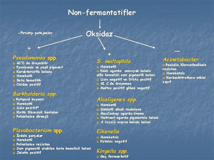 Non-fermantatifler -Fırsatçı patojenler Oksidaz + Pseudomonas spp. q q q 420 C de üreyebilir