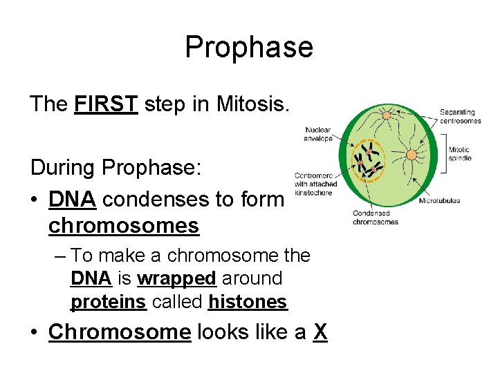 Prophase The FIRST step in Mitosis. During Prophase: • DNA condenses to form chromosomes