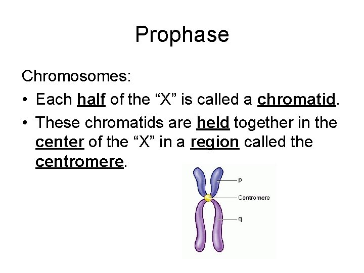 Prophase Chromosomes: • Each half of the “X” is called a chromatid. • These