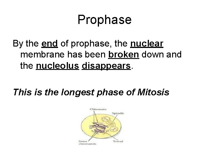 Prophase By the end of prophase, the nuclear membrane has been broken down and