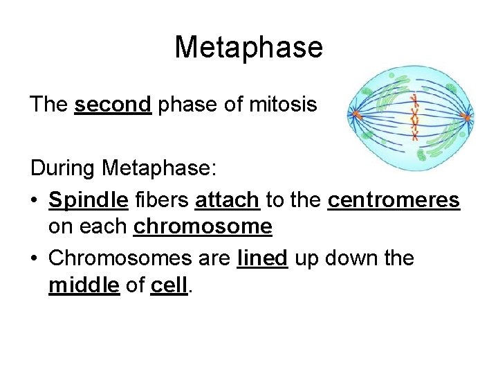 Metaphase The second phase of mitosis During Metaphase: • Spindle fibers attach to the