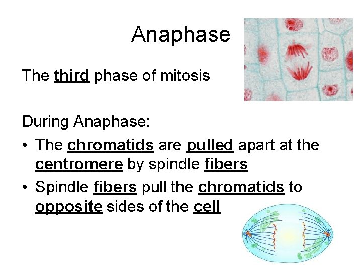 Anaphase The third phase of mitosis During Anaphase: • The chromatids are pulled apart