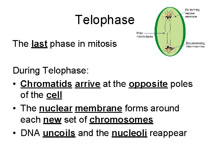 Telophase The last phase in mitosis During Telophase: • Chromatids arrive at the opposite
