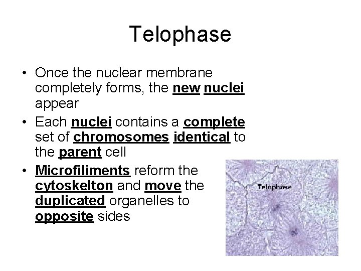 Telophase • Once the nuclear membrane completely forms, the new nuclei appear • Each