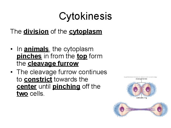 Cytokinesis The division of the cytoplasm • In animals, the cytoplasm pinches in from