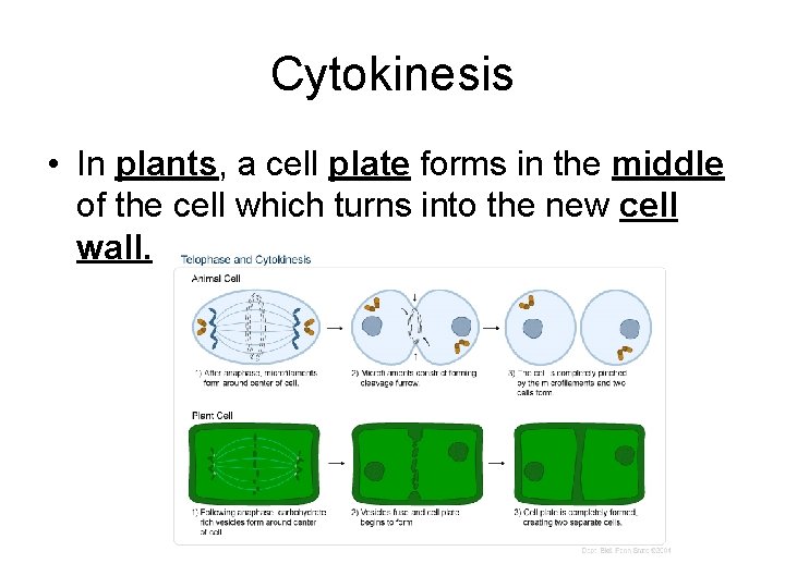Cytokinesis • In plants, a cell plate forms in the middle of the cell