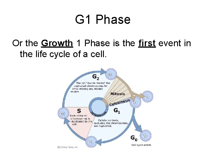 G 1 Phase Or the Growth 1 Phase is the first event in the