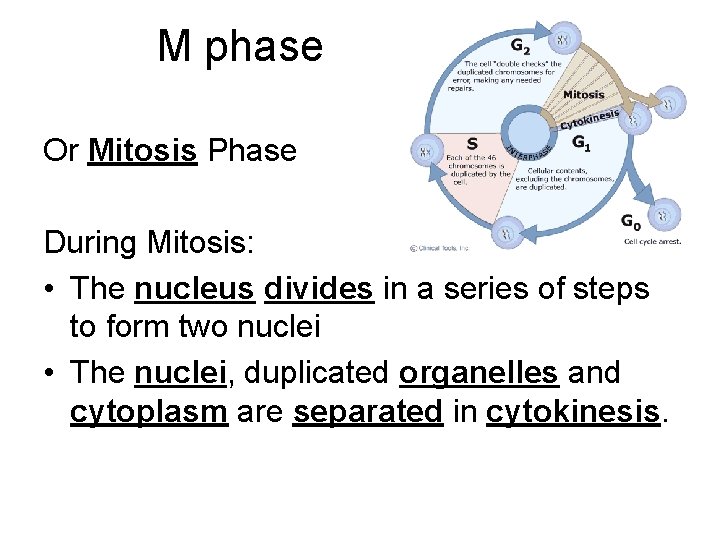 M phase Or Mitosis Phase During Mitosis: • The nucleus divides in a series