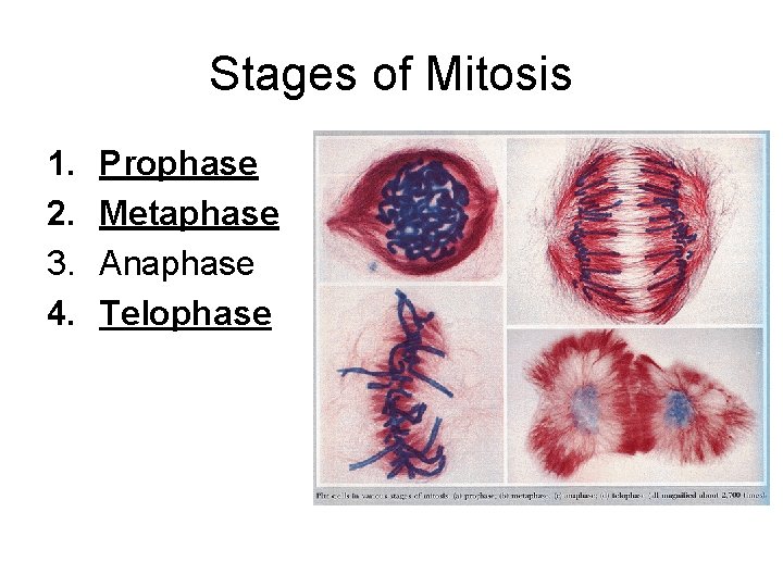 Stages of Mitosis 1. 2. 3. 4. Prophase Metaphase Anaphase Telophase 