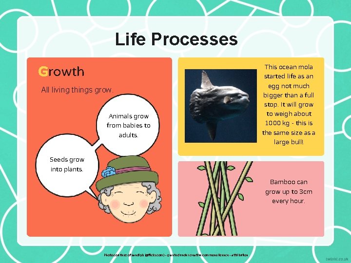 Life Processes Growth All living things grow. Animals grow from babies to adults. Seeds