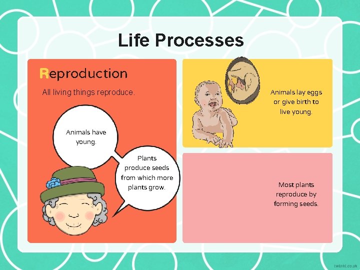 Life Processes Reproduction All living things reproduce. Animals have young. Plants produce seeds from