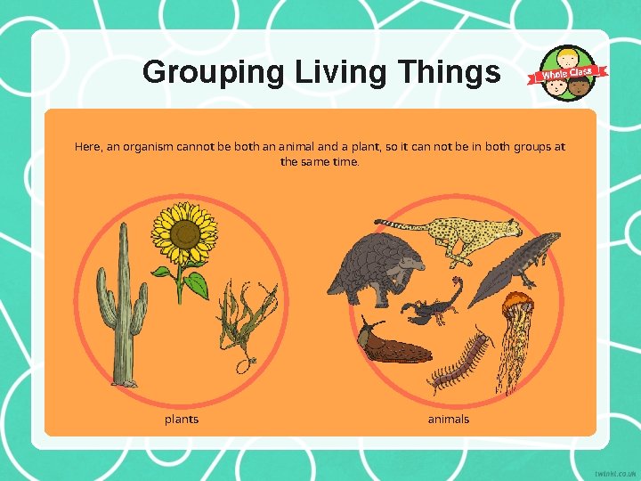 Grouping Living Things Here, an organism cannot be both an animal and a plant,