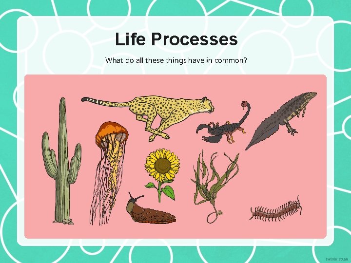 Life Processes What do all these things have in common? 