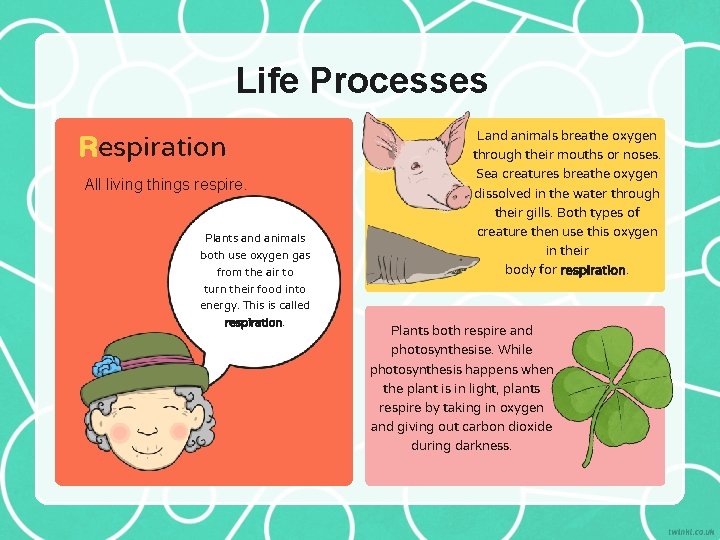 Life Processes Respiration All living things respire. Plants and animals both use oxygen gas