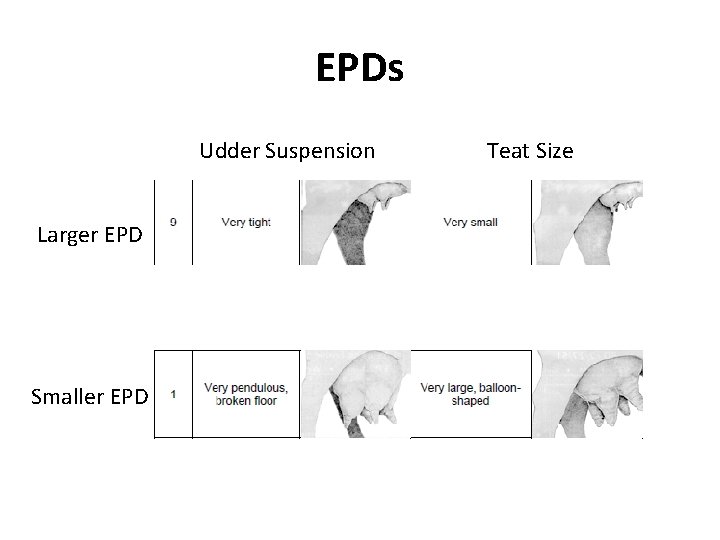 EPDs Udder Suspension Larger EPD Smaller EPD Teat Size 