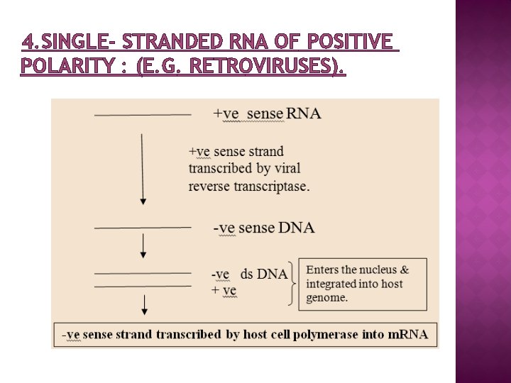 4. SINGLE- STRANDED RNA OF POSITIVE POLARITY : (E. G. RETROVIRUSES). 