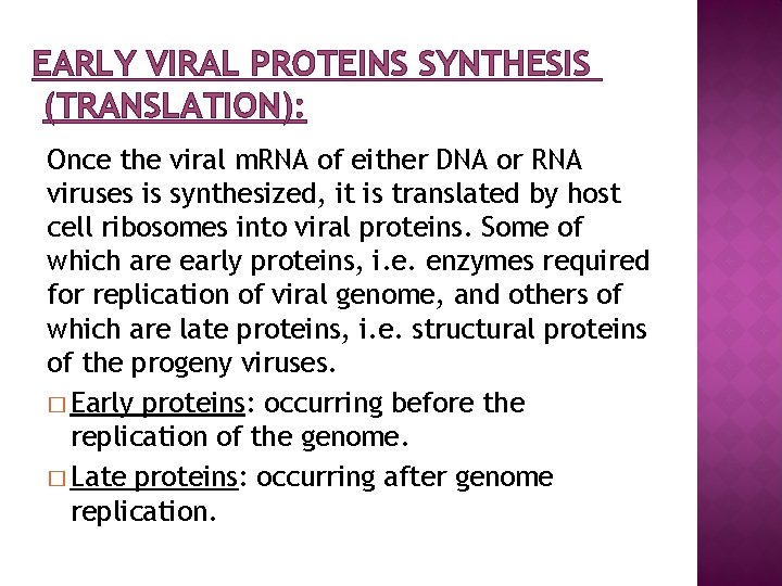 EARLY VIRAL PROTEINS SYNTHESIS (TRANSLATION): Once the viral m. RNA of either DNA or