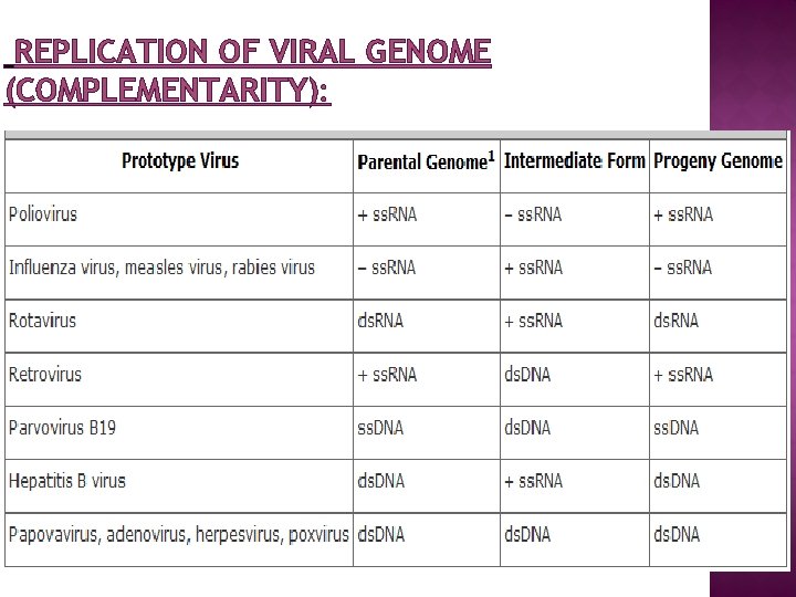 REPLICATION OF VIRAL GENOME (COMPLEMENTARITY): 