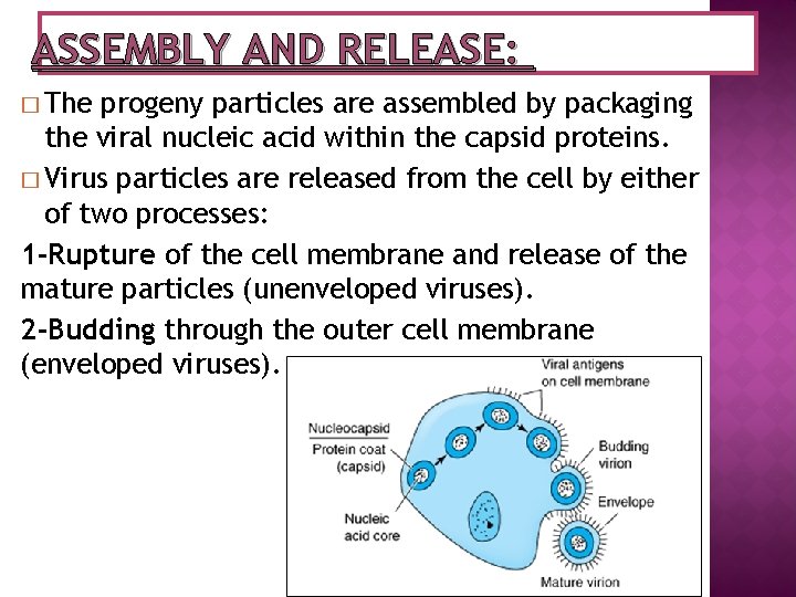 ASSEMBLY AND RELEASE: � The progeny particles are assembled by packaging the viral nucleic