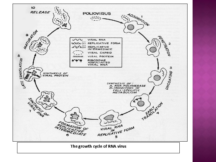 The growth cycle of RNA virus 
